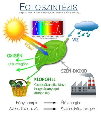 fotoszintezis
